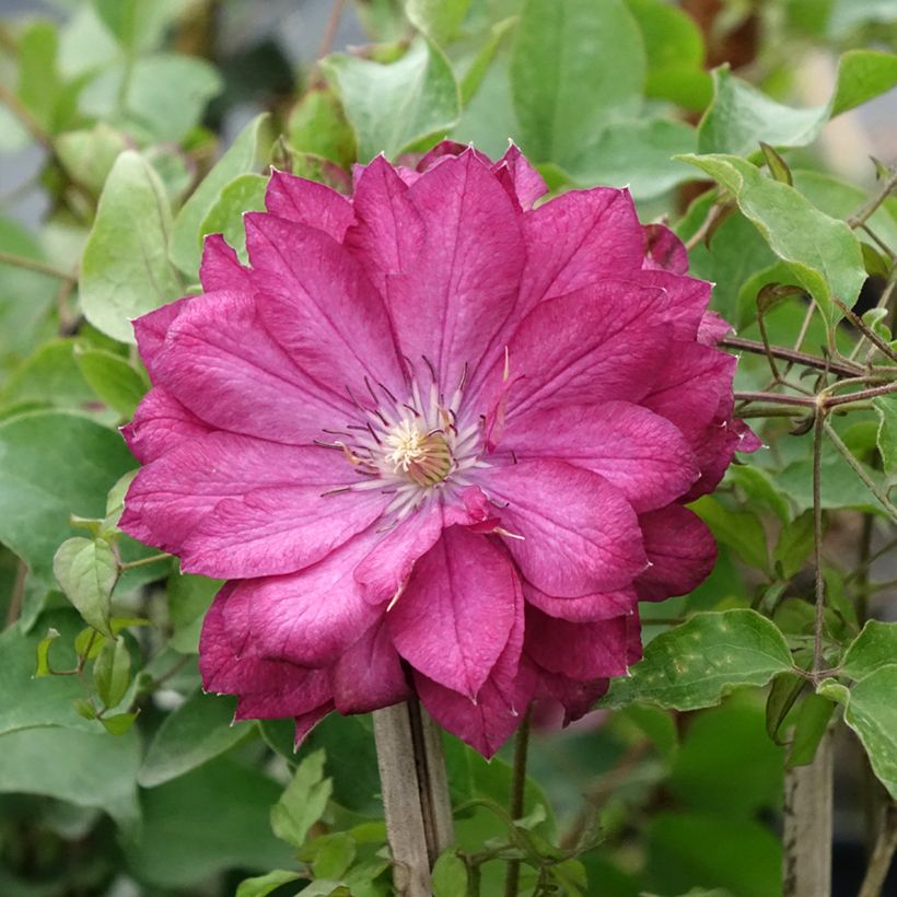 Waldrebe Kaen - Clematis (Blüte)