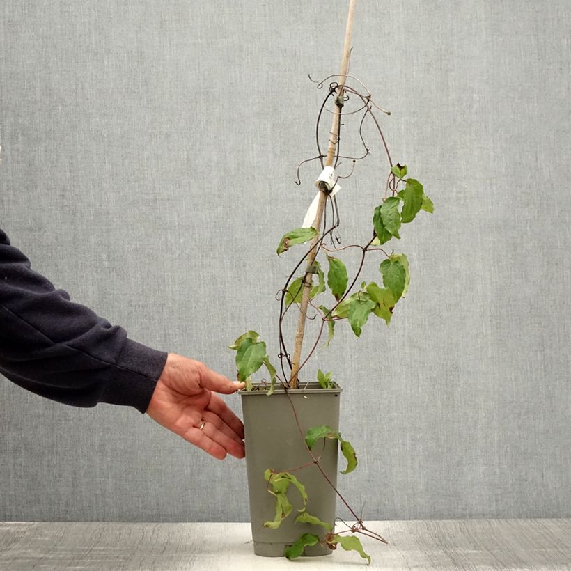 Exemplar von Waldrebe Lasurstern - Clematis Topf mit 1,5L/2L wie im Sommer geliefert