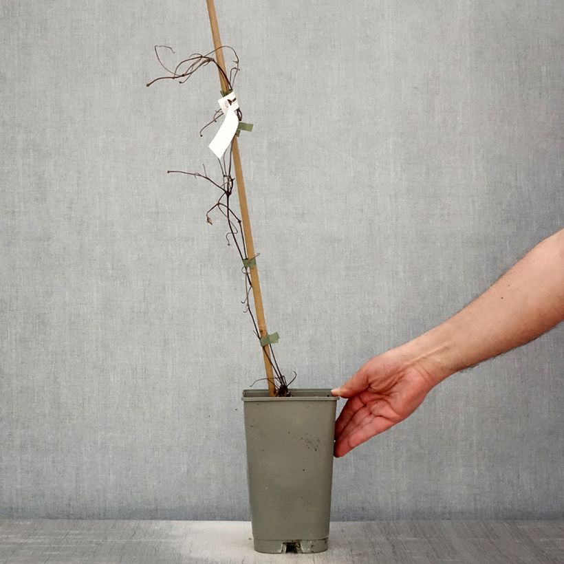 Exemplar von Waldrebe Lasurstern - Clematis Topf mit 1,5L/2L wie im Frühjahr geliefert