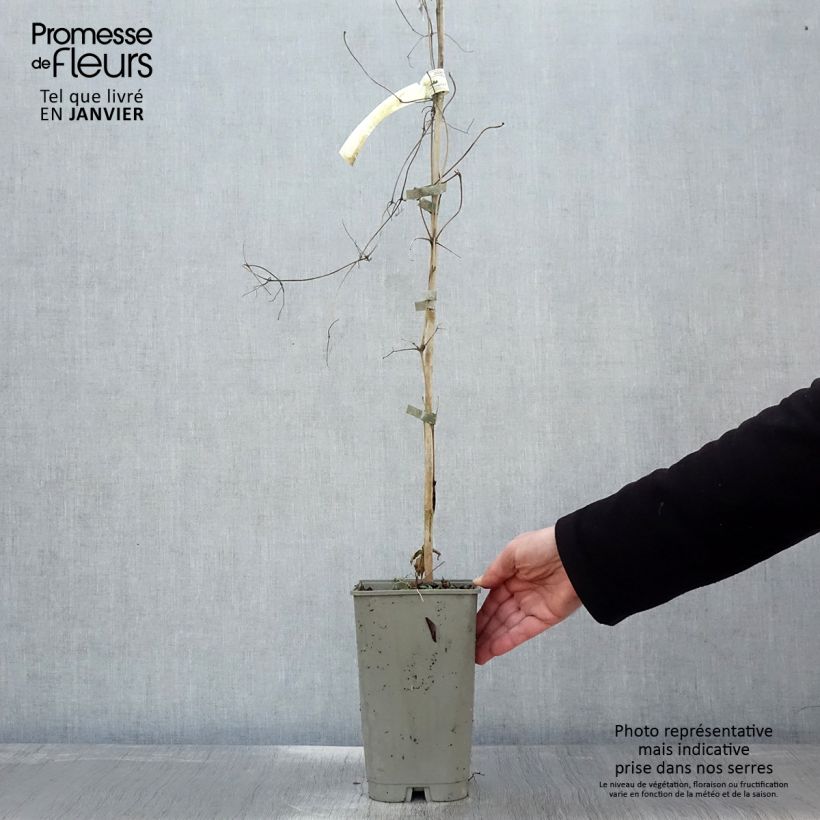Exemplar von Clématite Lavallée n°1 Pot de 2L/3L wie im Winter geliefert