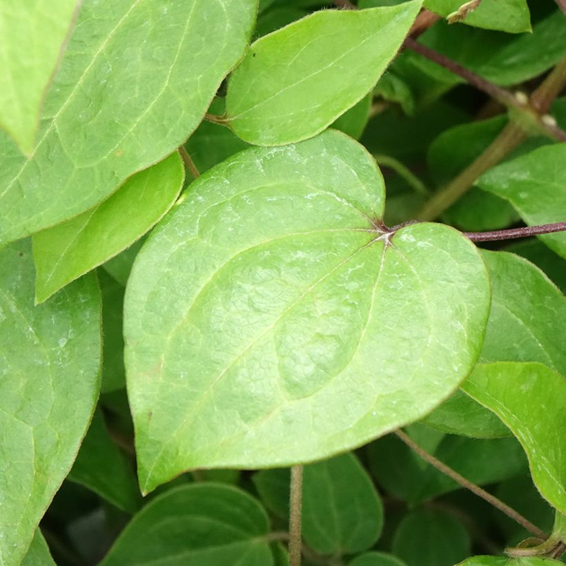 Waldrebe Margaret Hunt - Clematis (Laub)