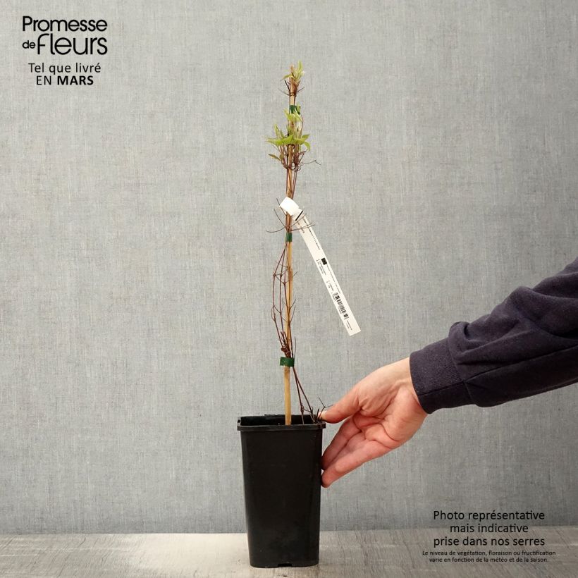 Example of Waldrebe Marmori - Clematis Topf mit 1,5L/2L as you get in printemps