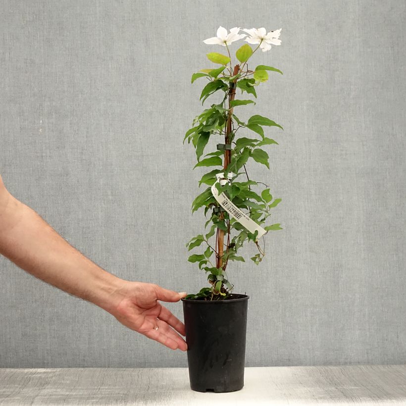 Exemplar von Waldrebe Miss Bateman - Clematis Topf mit 2L/3L wie im Sommer geliefert