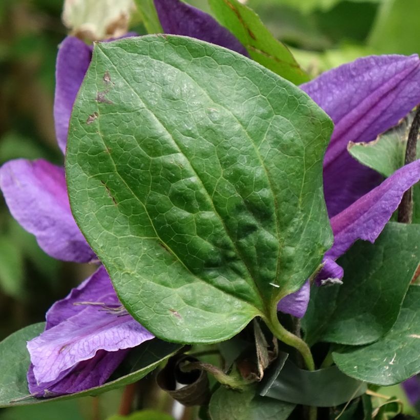 Waldrebe Mon Amour - Clematis (Foliage)