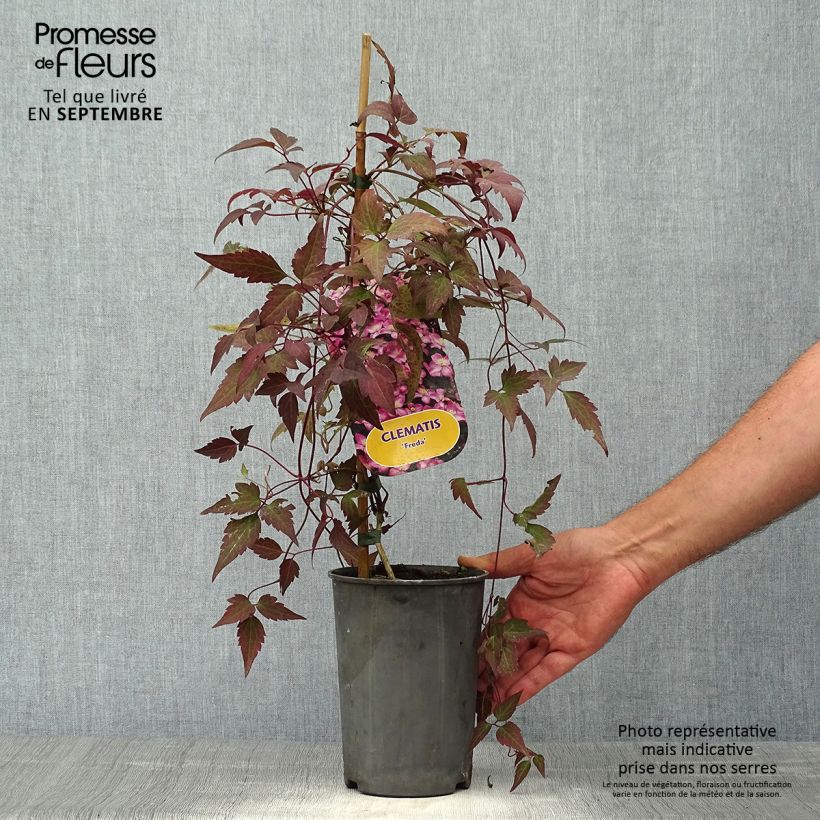 Exemplar von Clematis montana Freda - Berg-Waldrebe Topf mit 2L/3L wie im Herbst geliefert
