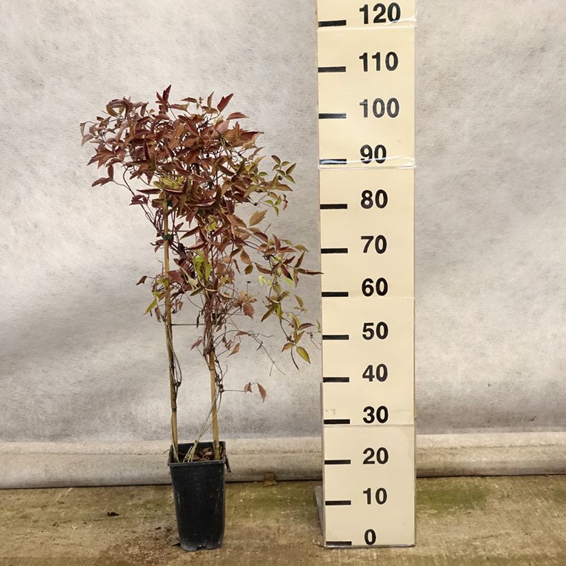 Exemplar von Clematis montana Giant Star - Berg-Waldrebe Topf mit 3L/4L wie im Herbst geliefert