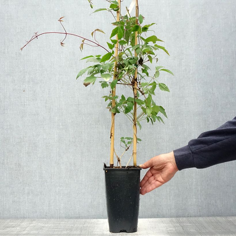 Example of Clematis montana Giant Star - Berg-Waldrebe Topf mit 3L/4L as you get in printemps