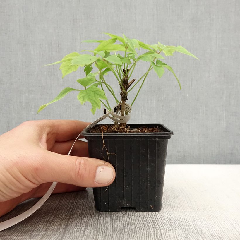 Exemplar von Clematis montana Grandiflora - Berg-Waldrebe Kleine Töpfe von 8/9 cm wie im Frühjahr geliefert