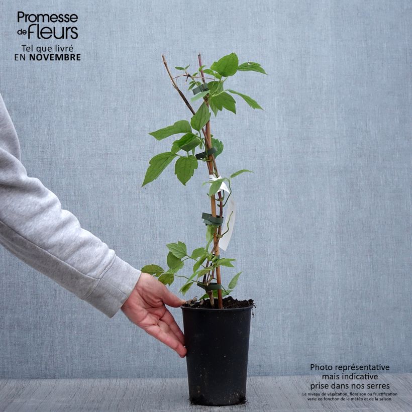 Exemplar von Clematis montana Grandiflora - Berg-Waldrebe Topf mit 1,5L/2L wie im Herbst geliefert