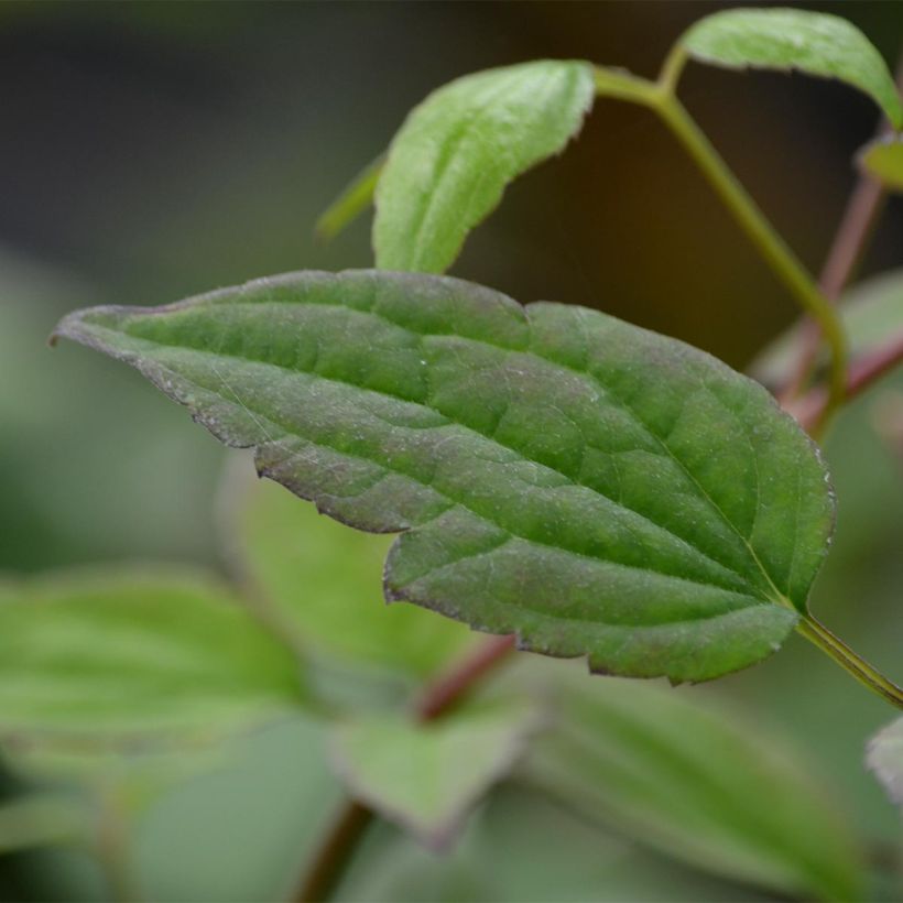 Clematis montana Marjorie - Berg-Waldrebe (Foliage)