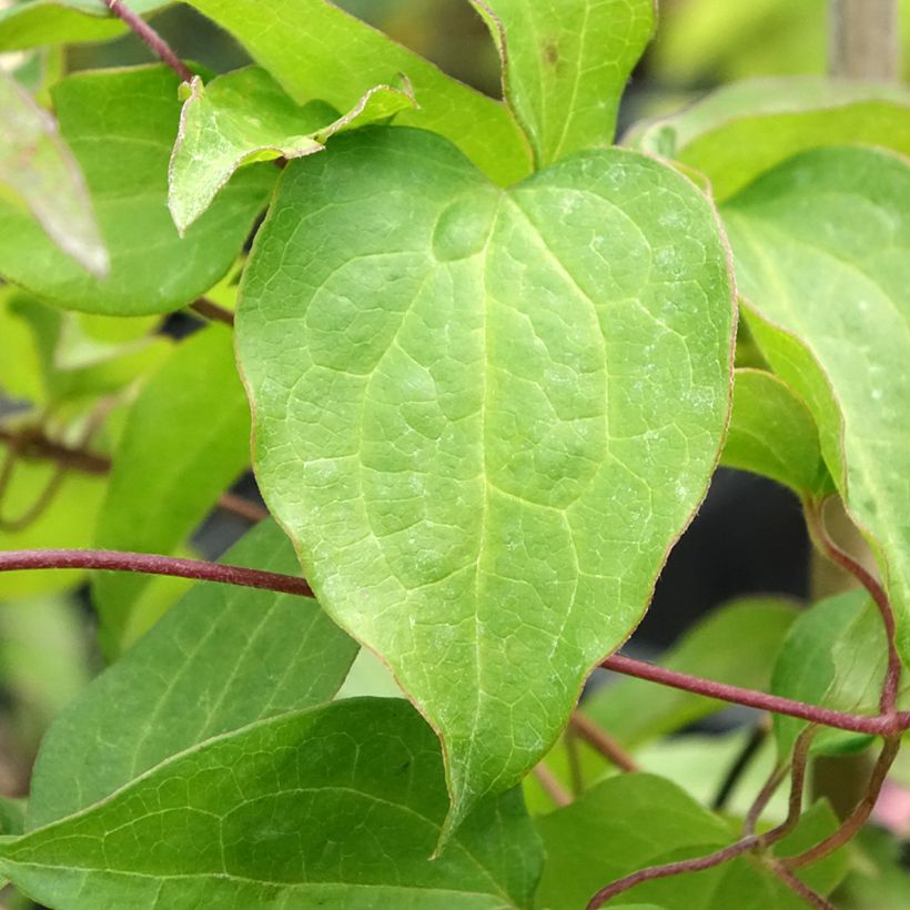 Waldrebe Mrs. Georges Jackman - Clematis (Laub)