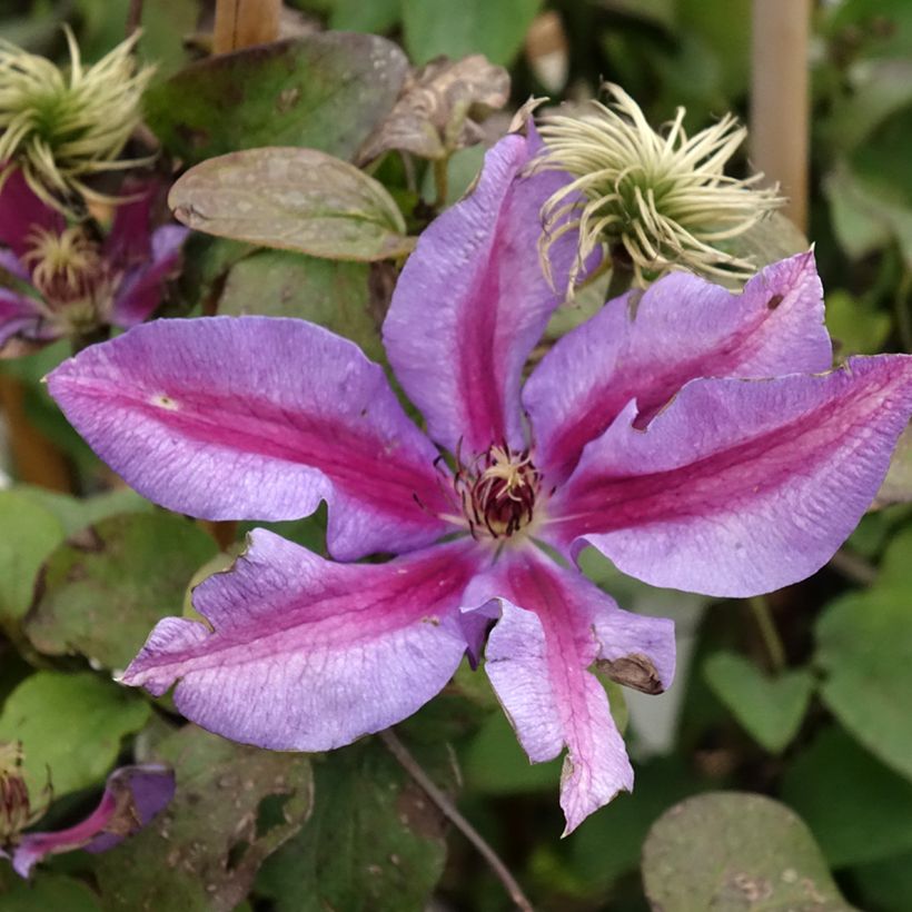 Waldrebe Mrs N. Thompson - Clematis (Flowering)