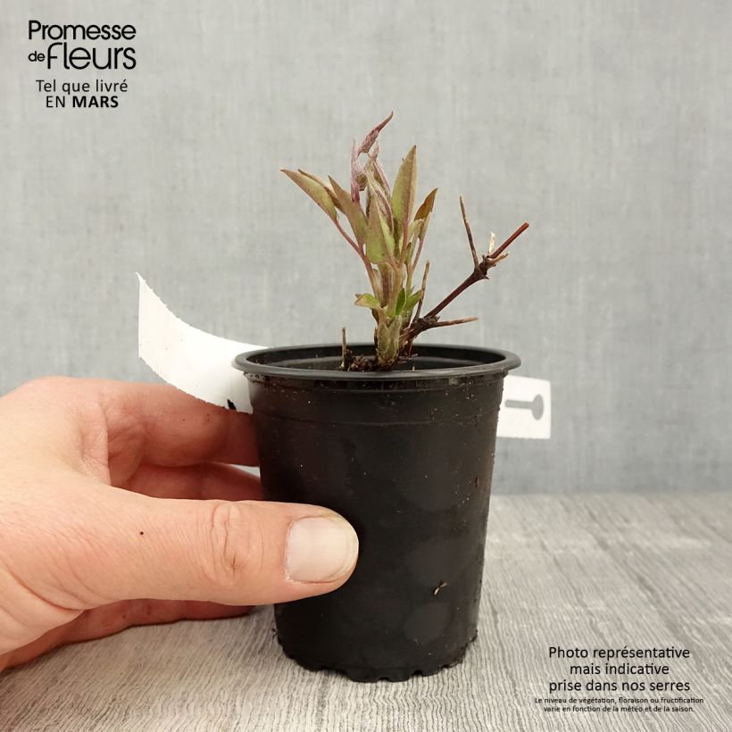 Exemplar von Waldrebe Multi Blue - Clematis Kleine Töpfe von 8/9 cm wie im Frühjahr geliefert