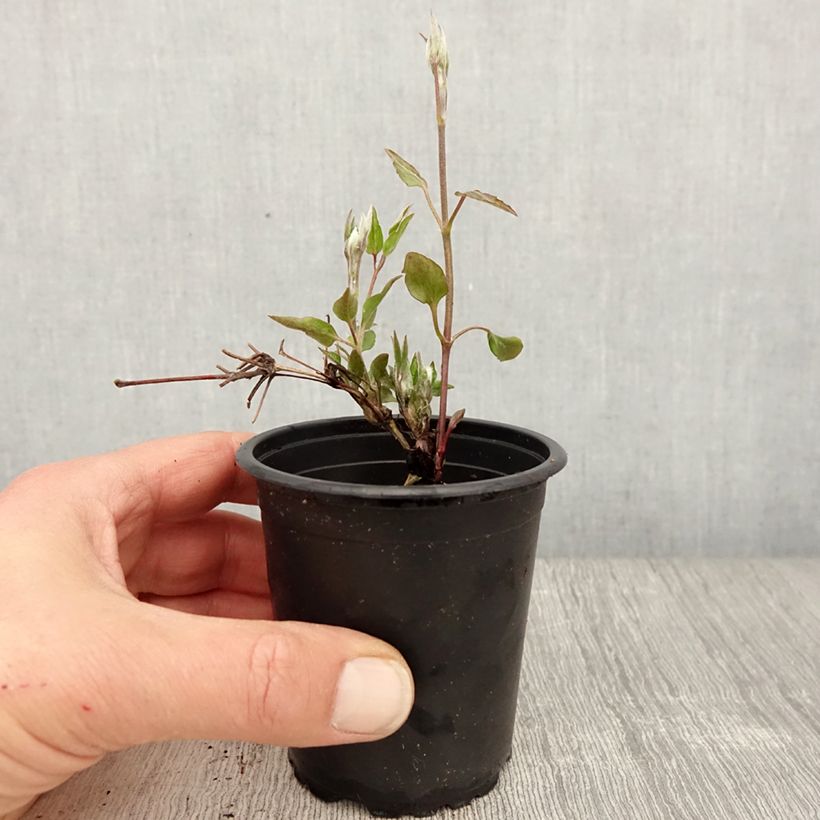 Exemplar von Clematis lanuginosa Nelly Moser - Waldrebe Kleine Töpfe von 8/9 cm wie im Frühjahr geliefert