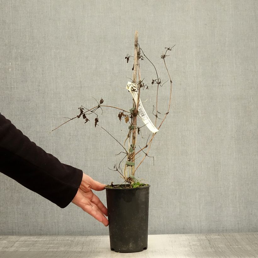 Exemplar von Waldrebe Tage Lundell - Clematis Topf mit 2L/3L wie im Herbst geliefert