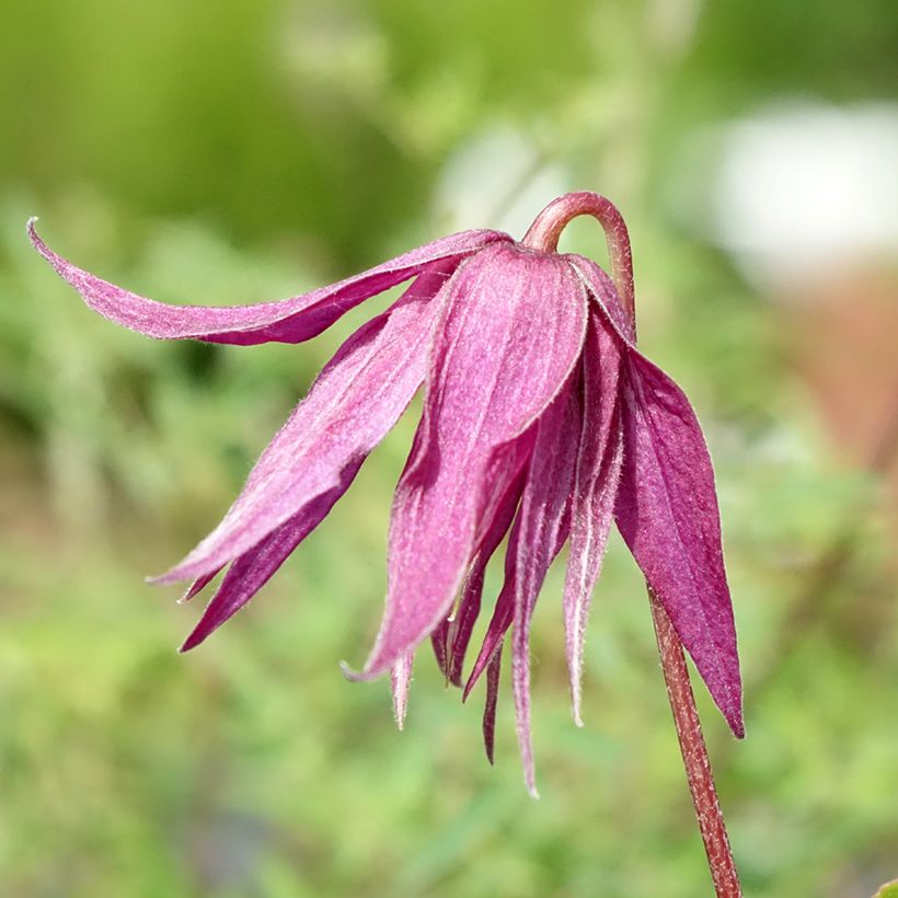 Waldrebe Octopus - Clematis (Blüte)