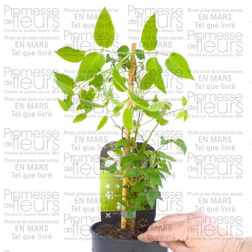 Beispiel eines Exemplars von Waldrebe Andromeda - Clematis Topf mit 2L/3L wie geliefert