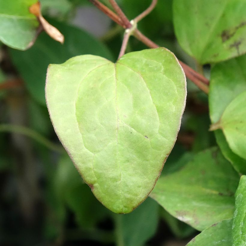 Waldrebe Mandy - Clematis (Foliage)