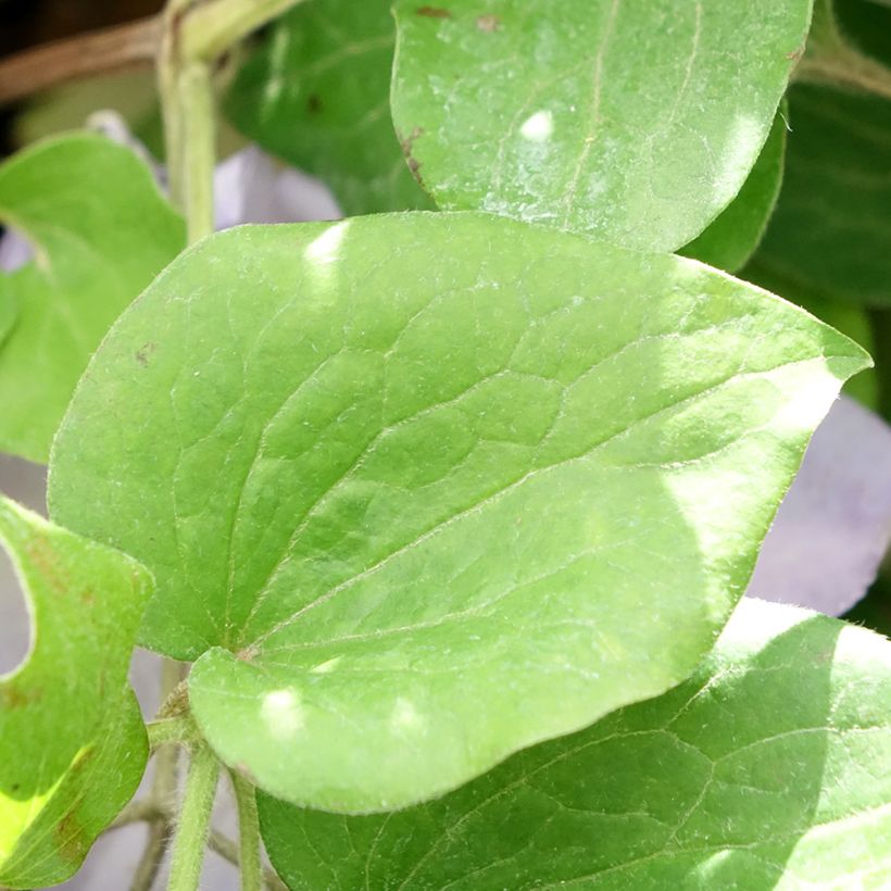 Waldrebe Spotlight - Clematis (Laub)