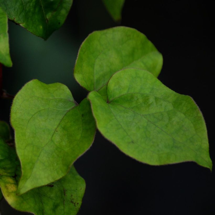 Waldrebe Veronica's Choice - Clematis (Foliage)