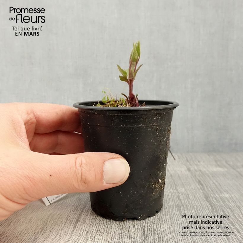 Example of Waldrebe Piilu - Clematis Kleine Töpfe von 8/9 cm as you get in printemps