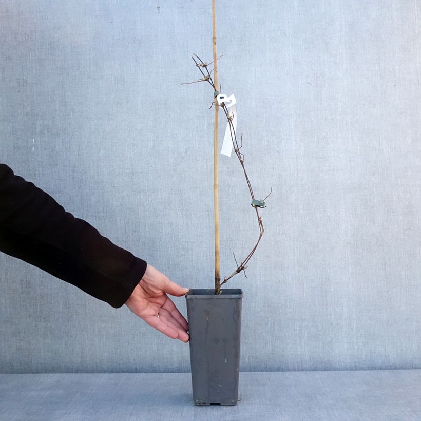 Exemplar von Clématite - Clematis Pistachio Cake Pot de 2L/3L wie im Winter geliefert