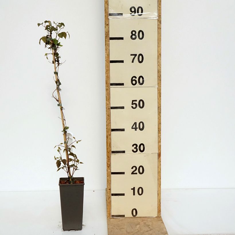 Exemplar von Waldrebe Pistachio Cake - Clematis Topf mit 2L/3L wie im Frühjahr geliefert