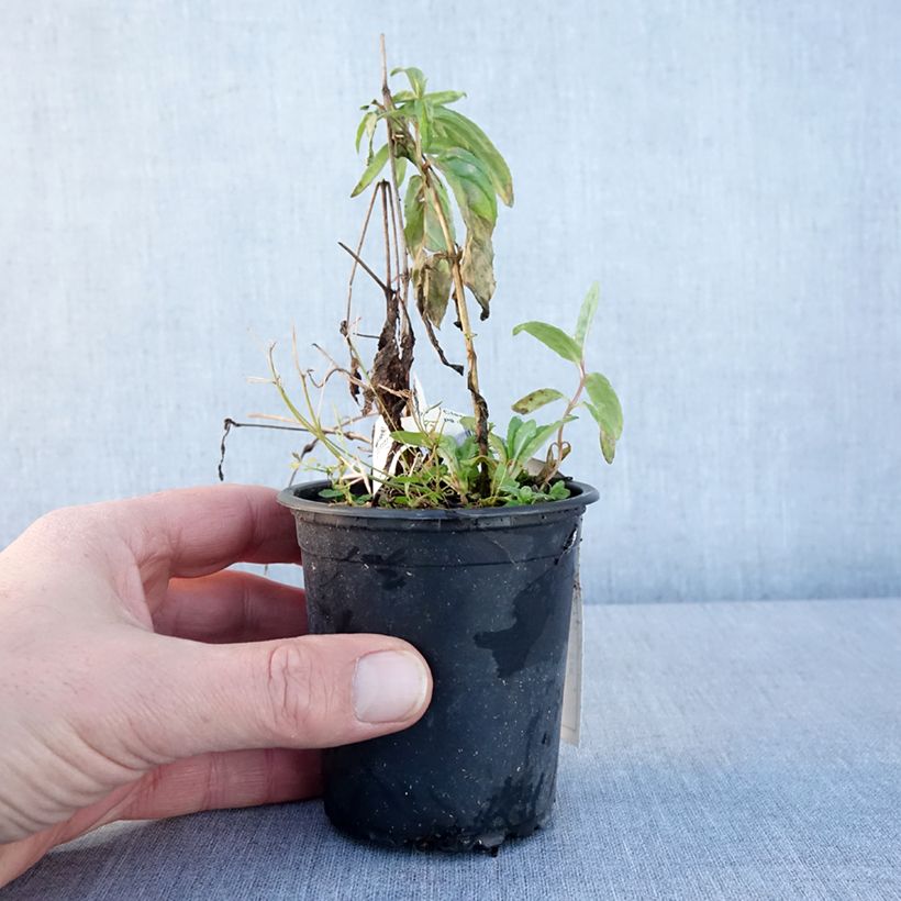Exemplar von Waldrebe Rasputin - Clematis Kleine Töpfe von 8/9 cm wie im Winter geliefert