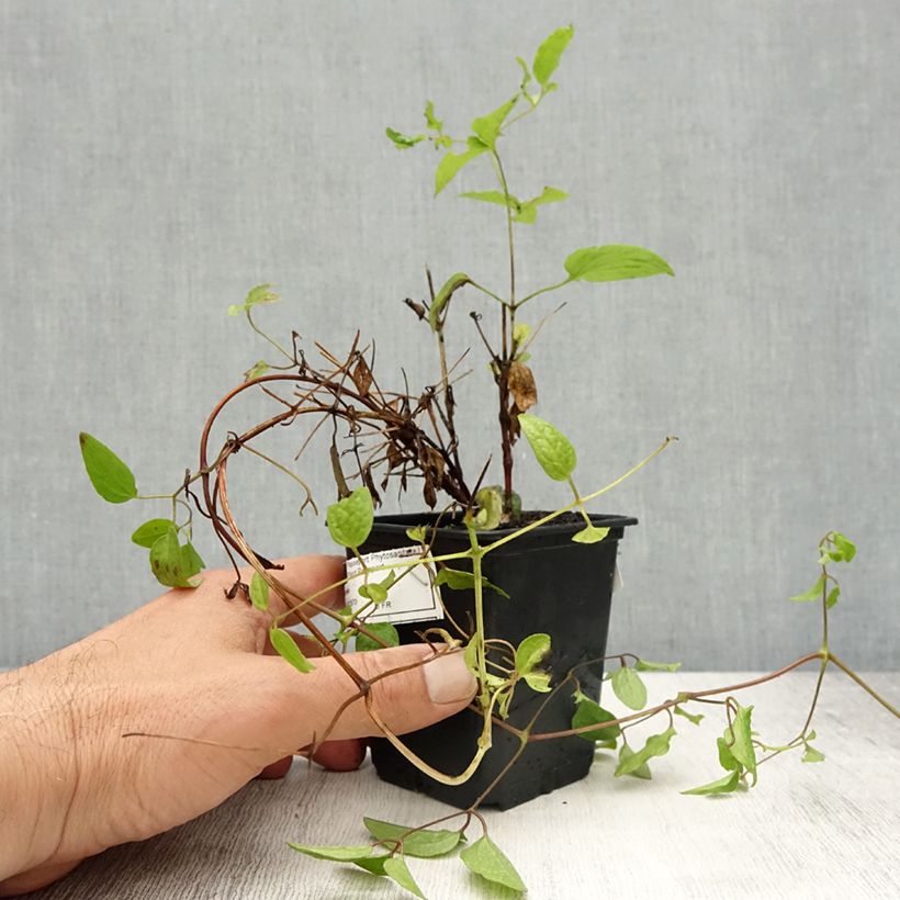 Exemplar von Waldrebe Rasputin - Clematis Kleine Töpfe von 8/9 cm wie im Frühjahr geliefert