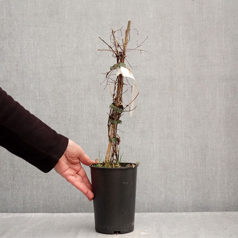 Exemplar von Waldrebe Red Passion - Clematis Topf mit 2L/3L wie im Winter geliefert