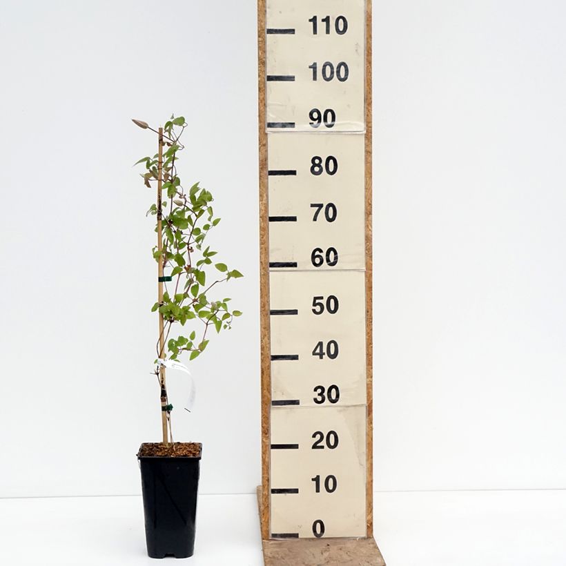 Exemplar von Waldrebe Samaritan Jo Evipo075 - Clematis Topf mit 2L/3L wie im Frühjahr geliefert
