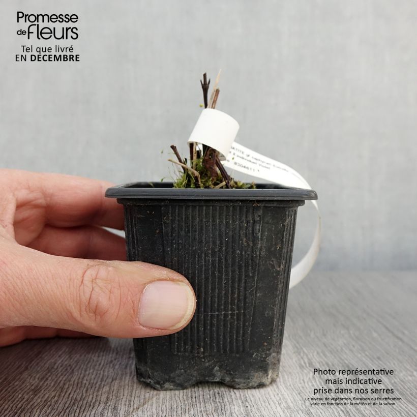 Exemplar von Clématite - Clematis Saphyra Estrella Godet de 8/9 cm wie im Herbst geliefert