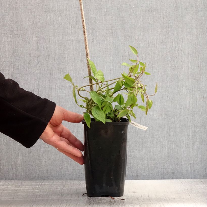 Exemplar von Waldrebe Saphyra Estrella - Clematis Topf mit 1,5L/2L wie im Frühjahr geliefert