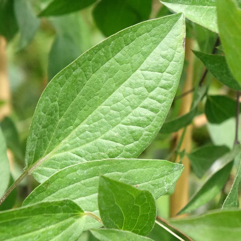 Waldrebe Saphyra - Clematis (Foliage)