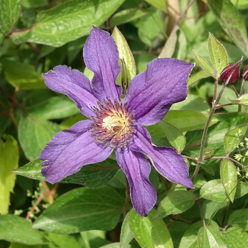 Waldrebe Saphyra - Clematis (Flowering)