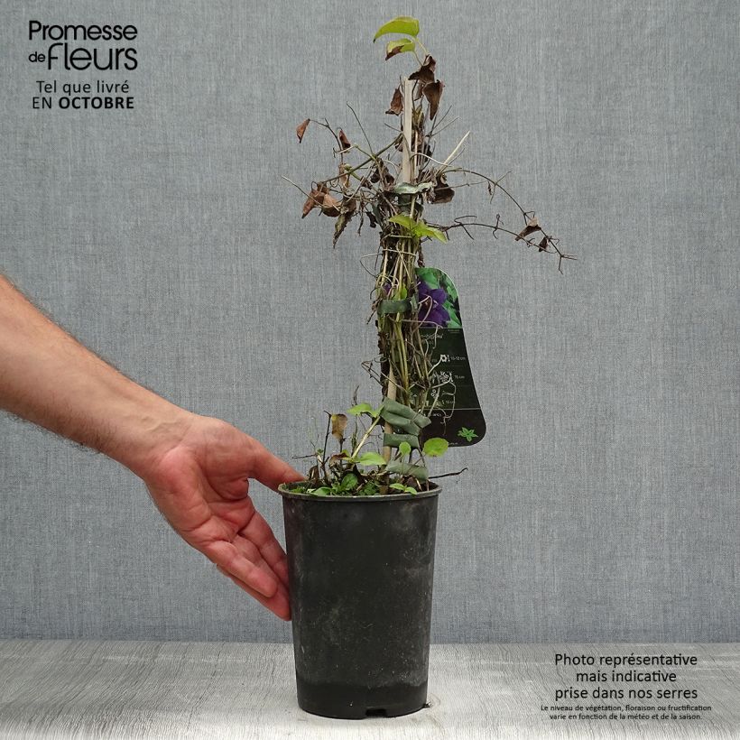 Exemplar von Waldrebe Shin-Shigyoku - Clematis Topf mit 2L/3L wie im Herbst geliefert