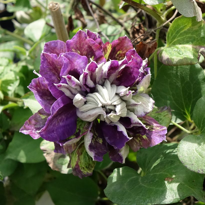 Waldrebe Shin-Shigyoku - Clematis (Blüte)