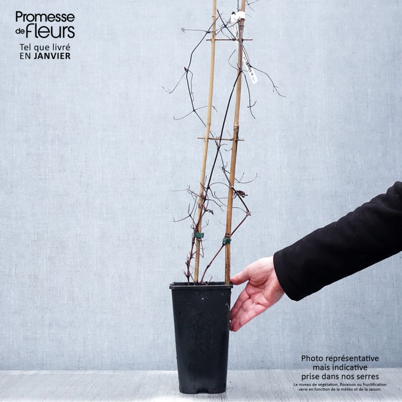 Exemplar von Clématite - Clematis Solidarnosc Pot de 2L/3L wie im Winter geliefert