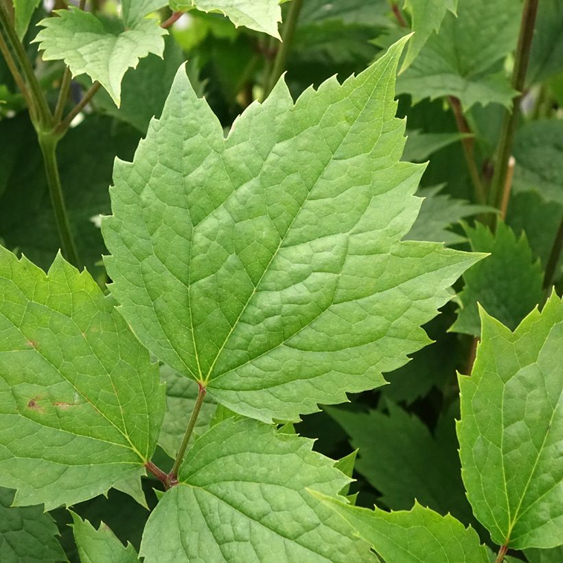 Waldrebe stans - Clematis (Laub)