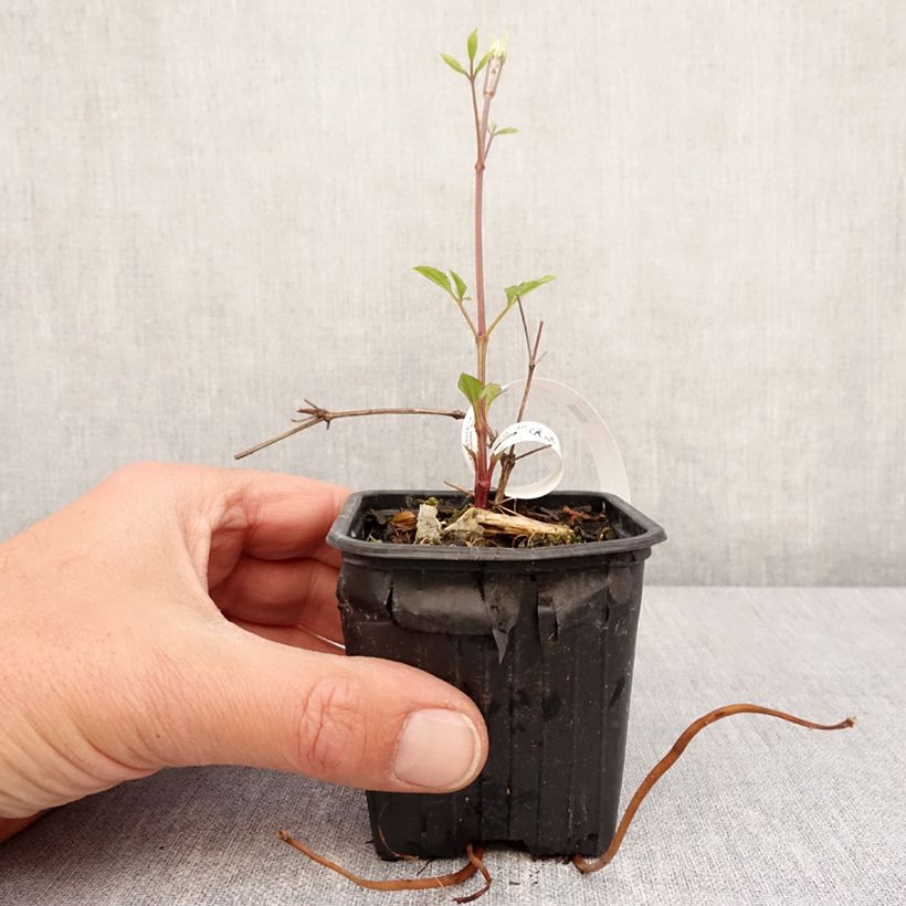 Example of Waldrebe Star of India - Clematis Kleine Töpfe von 8/9 cm as you get in printemps