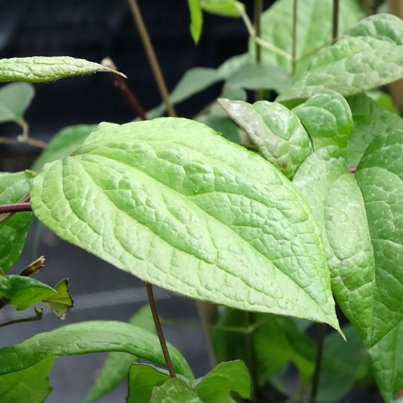 Waldrebe Star of Pakistan - Clematis (Laub)