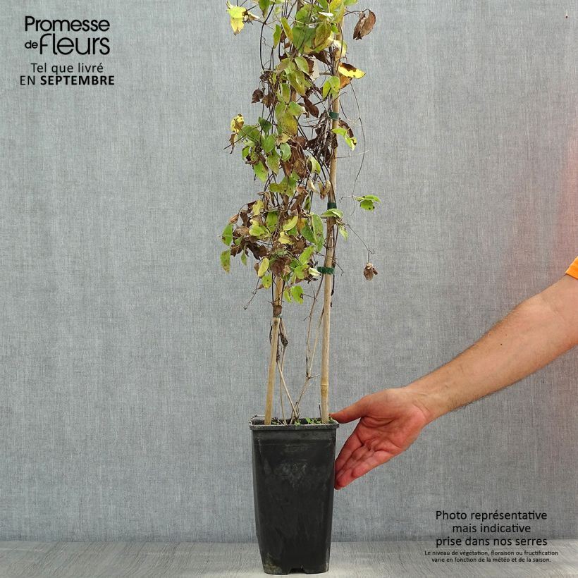Exemplar von Waldrebe Sunset - Clematis Topf mit 2L/3L wie im Sommer geliefert