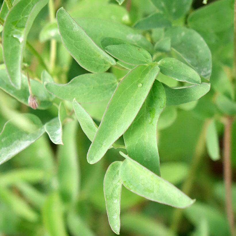 Clematis tangutica My Angel - Gold-Waldrebe (Foliage)