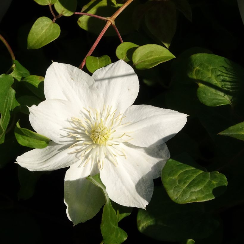 Waldrebe The Bride - Clematis (Blüte)