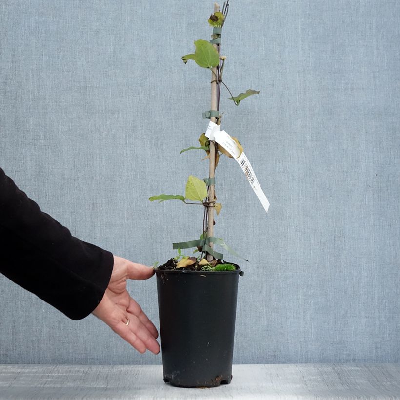 Exemplar von Waldrebe The President - Clematis Topf mit 2L/3L wie im Herbst geliefert