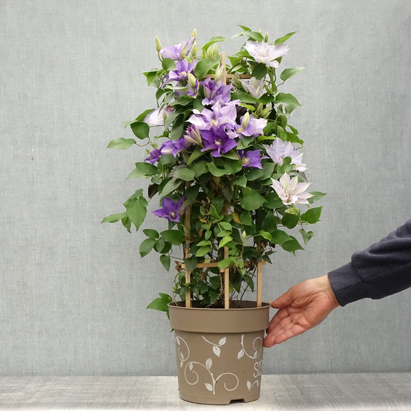 Exemplar von Waldrebe Mix Blue - Clematis Topf mit 6L/7L wie im Frühjahr geliefert