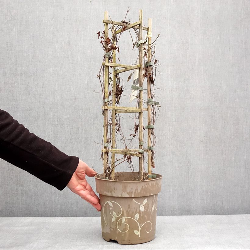 Exemplar von Clématite - Clematis Three Sisters trio rose Pot de 6L/7L wie im Winter geliefert