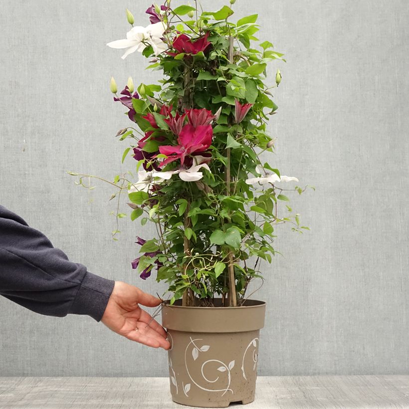 Exemplar von Waldrebe Mix Red - Clematis Topf mit 6L/7L wie im Frühjahr geliefert