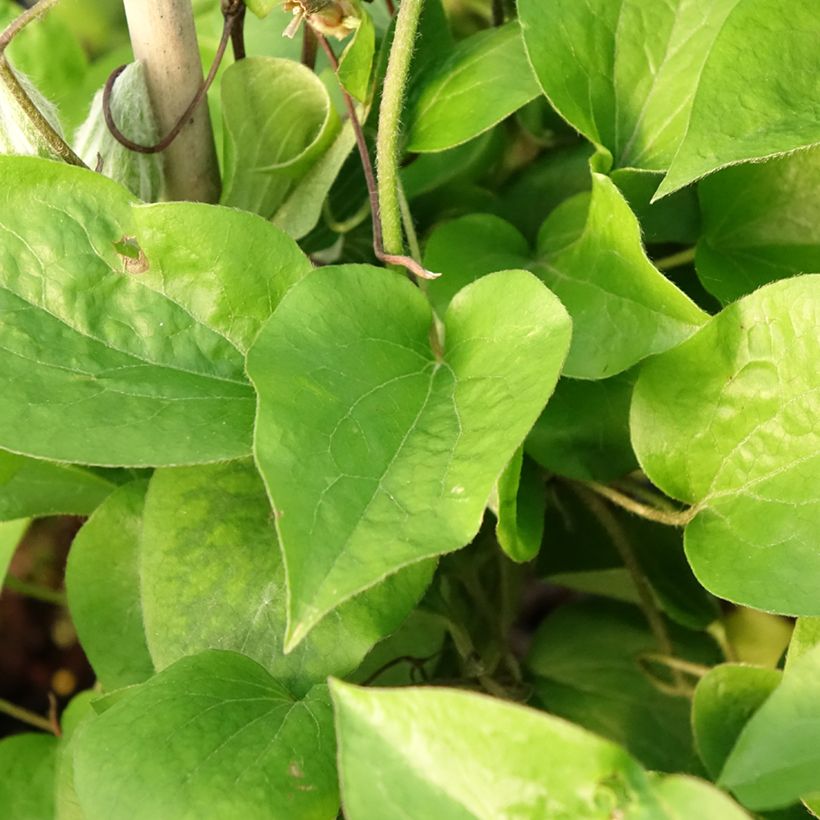 Waldrebe Thyrislund - Clematis (Laub)