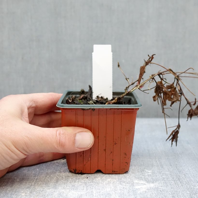 Example of Clématite - Clematis Tumaini Kleine Töpfe von 8/9 cm as you get in hiver